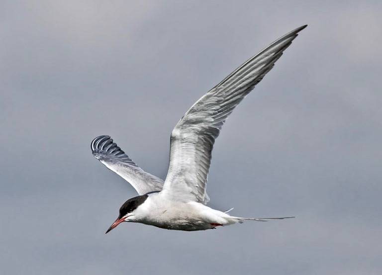 Common Tern by Andy Morffew is licensed under CC BY 2.0